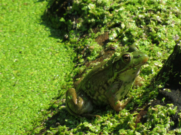 Green Frog